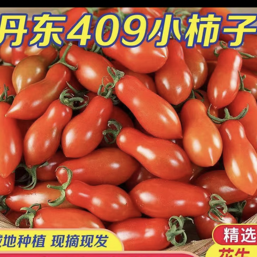 丹东409小柿子，草莓棚后坡的小柿子。