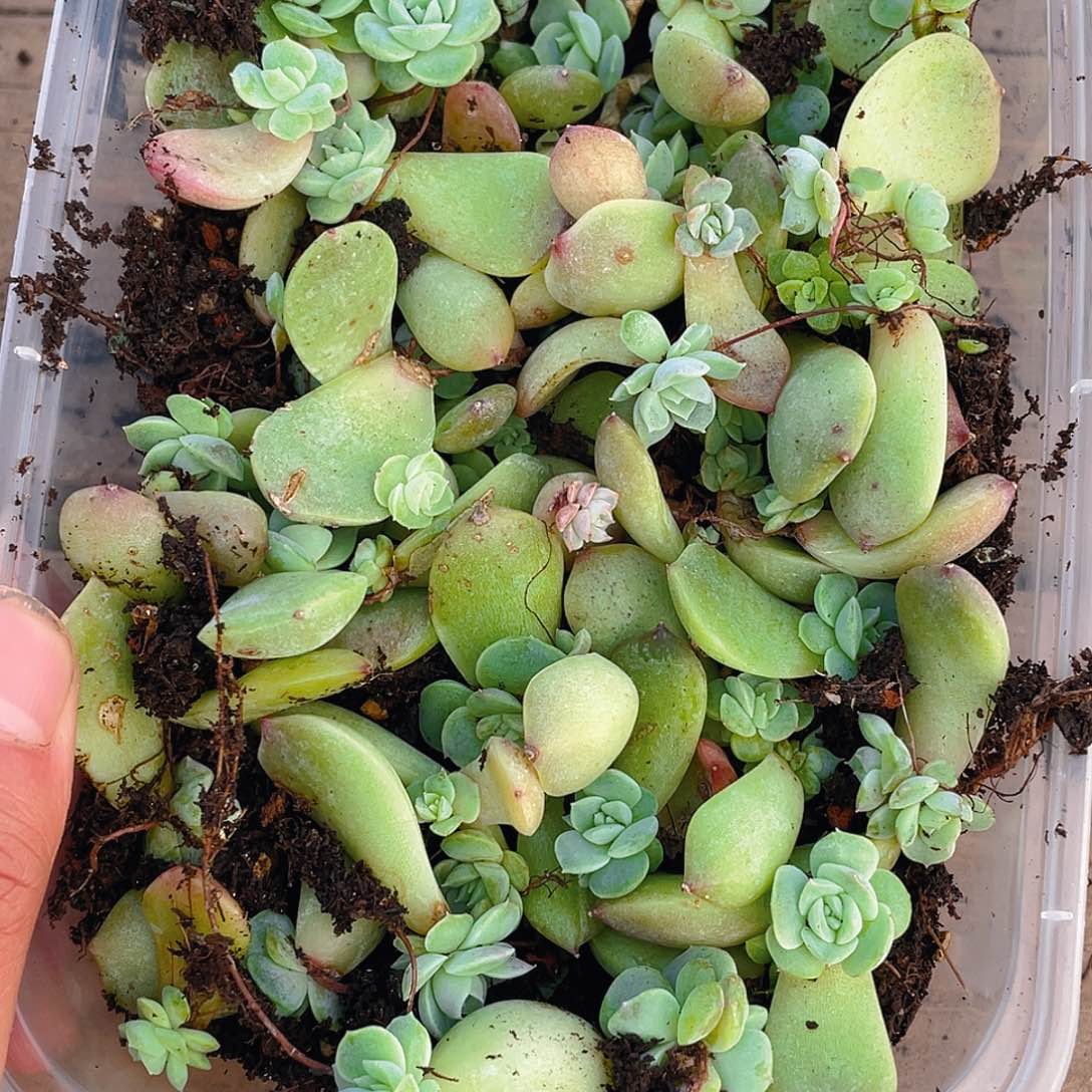 布***辣多肉植物多肉植物1108