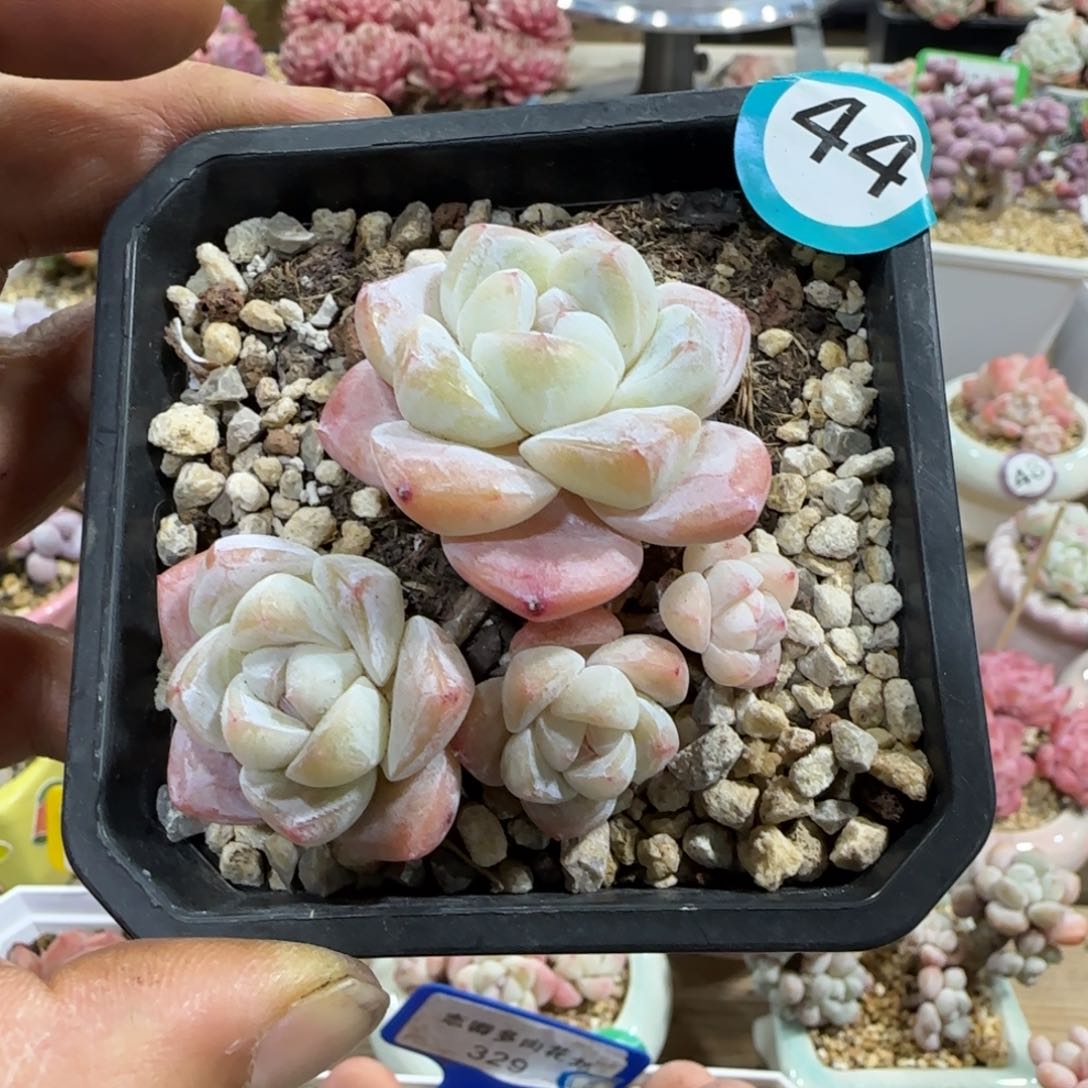 44号冰玉4头老桩无砍