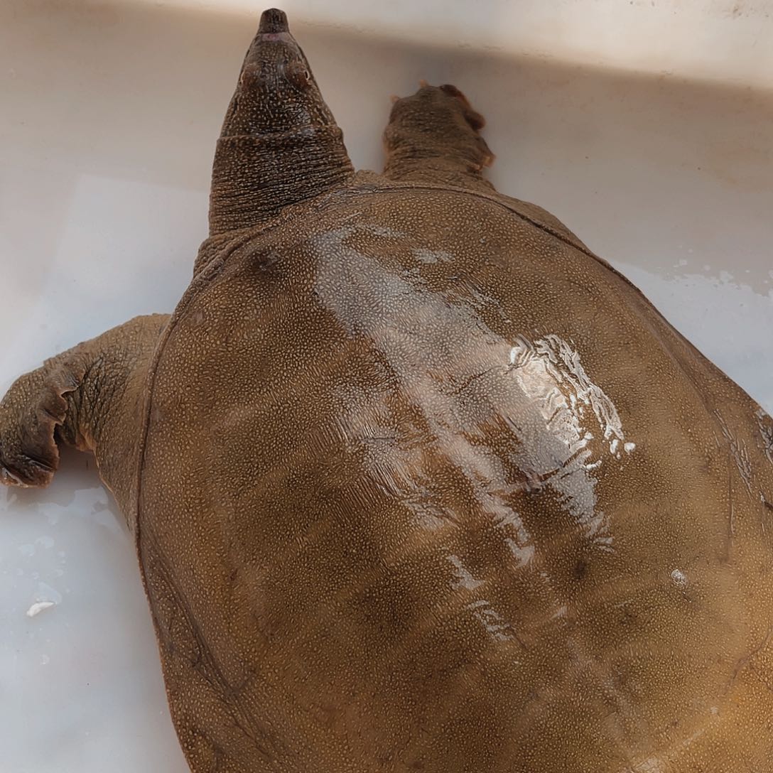 中国大陆野生甲鱼包邮包活