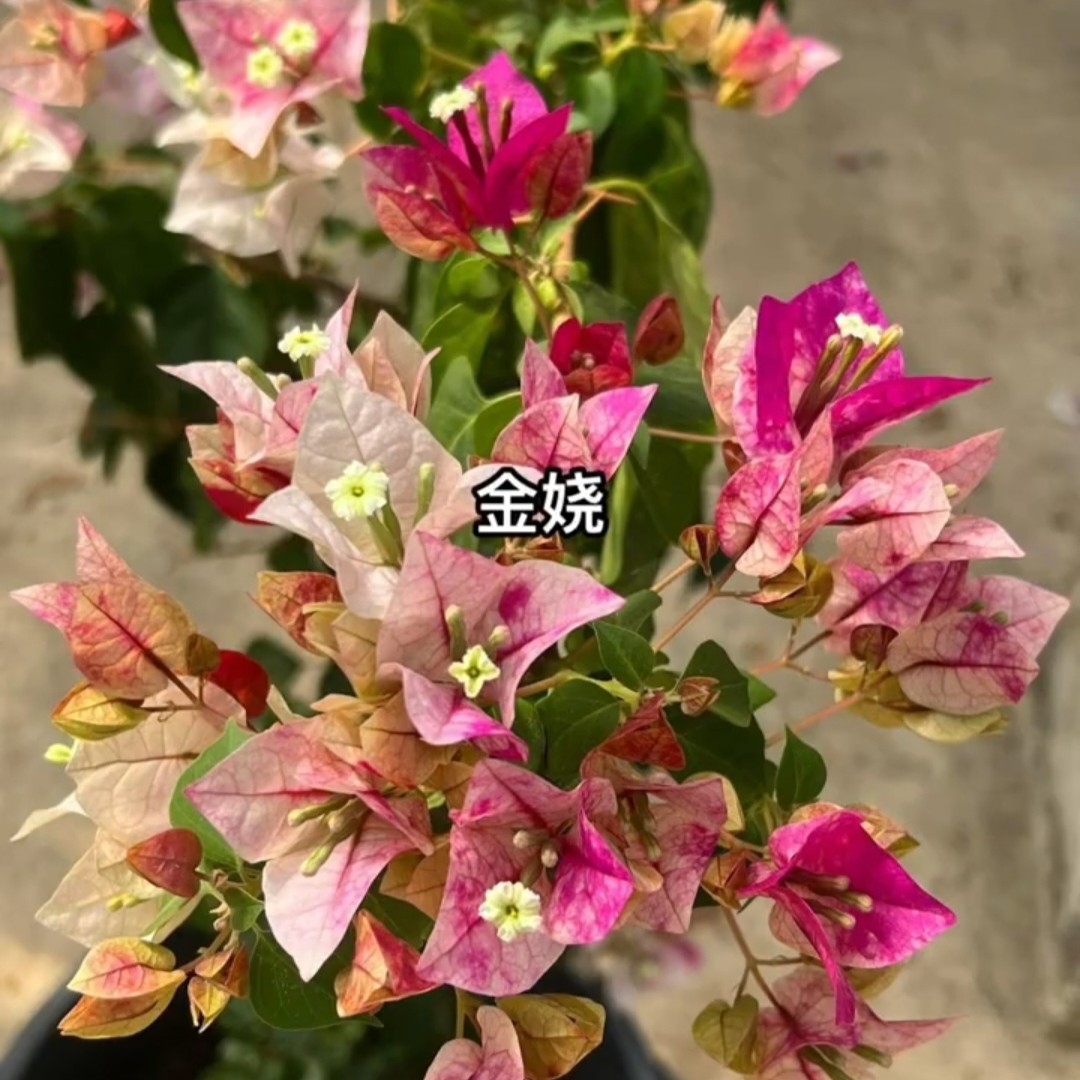 金娆三角梅袋苗好养易活四季开花适合庭院基地阳台