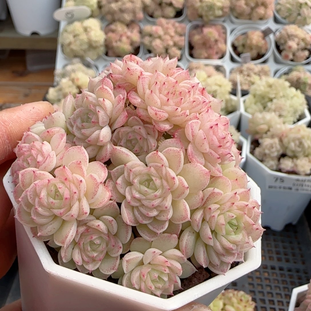 i**”【闪购商品】0216-78（芬芳）