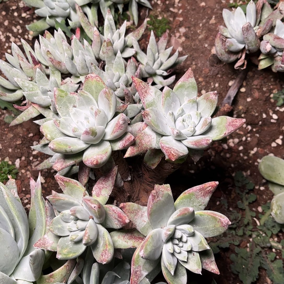 8471大花朵苹果叶多肉