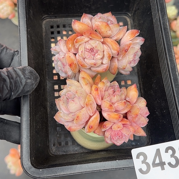 3432，俩个四头星影带盆发