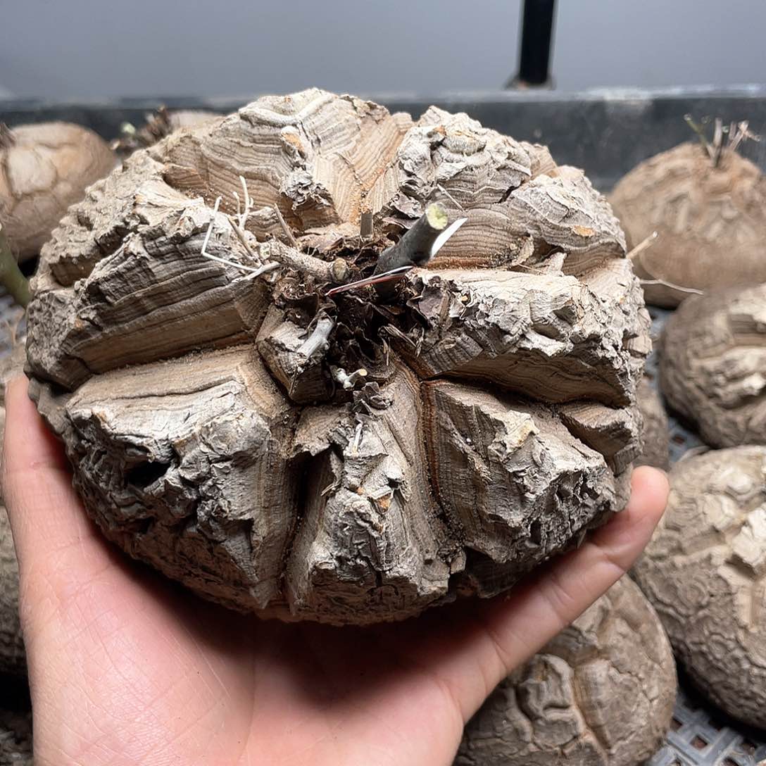 龟甲龙一物一拍2289号15cm