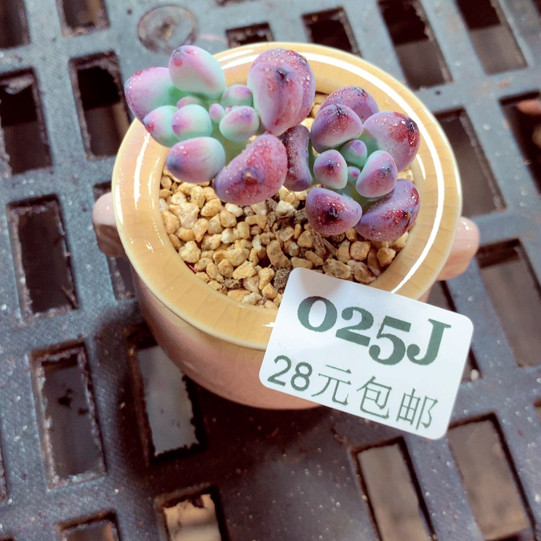 5厘米盆精控多肉025