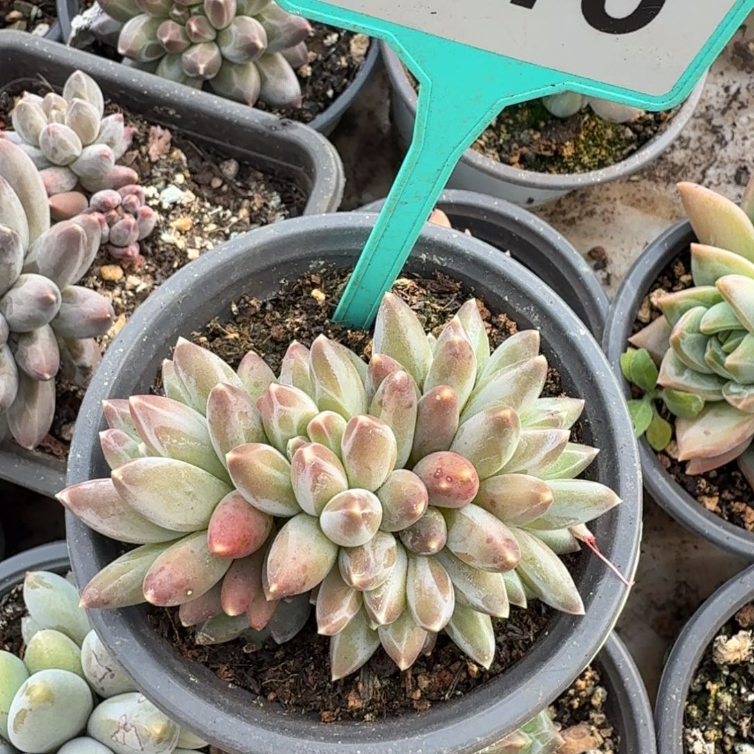 姜子牙一物一拍316