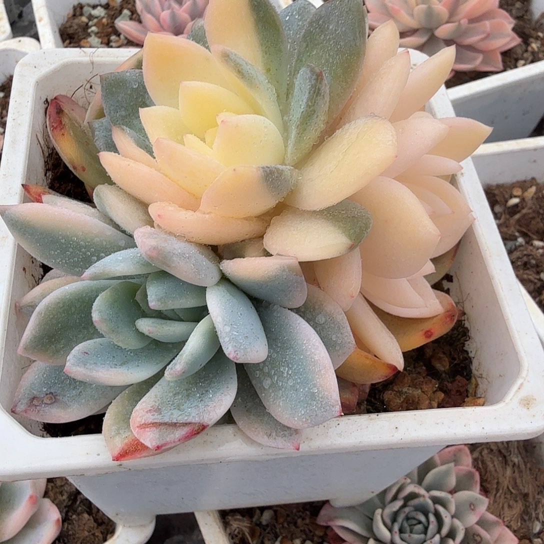 橙梦露锦底座群，多肉