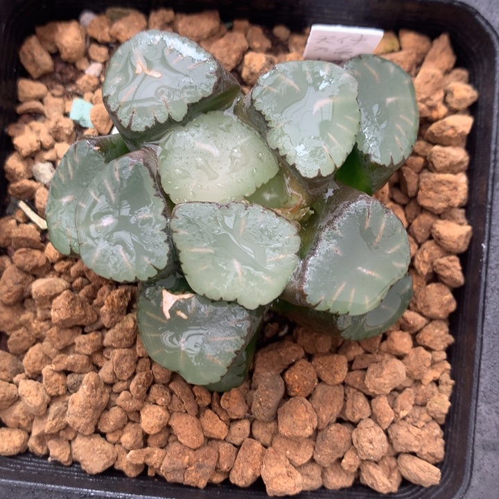 天使万象一物一拍