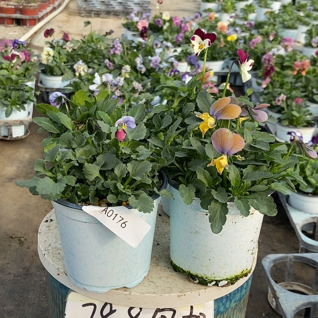 大部分花苞少量开放176