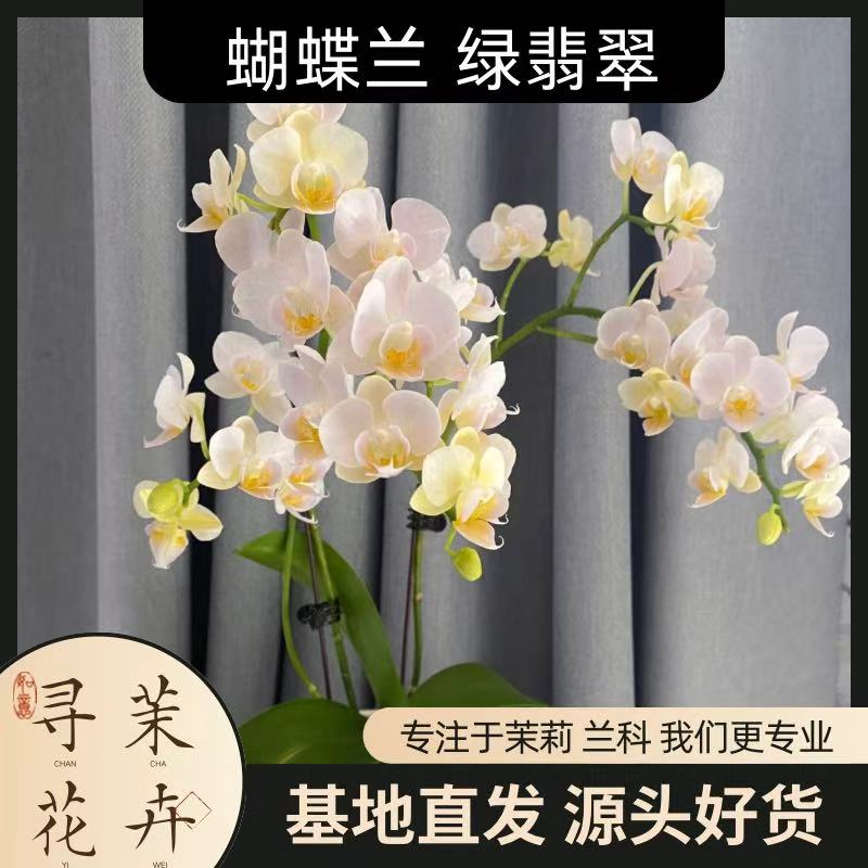 【蝴蝶兰 嫦娥】节日好礼 基地直销 名贵淡雅 室内花卉带花发货