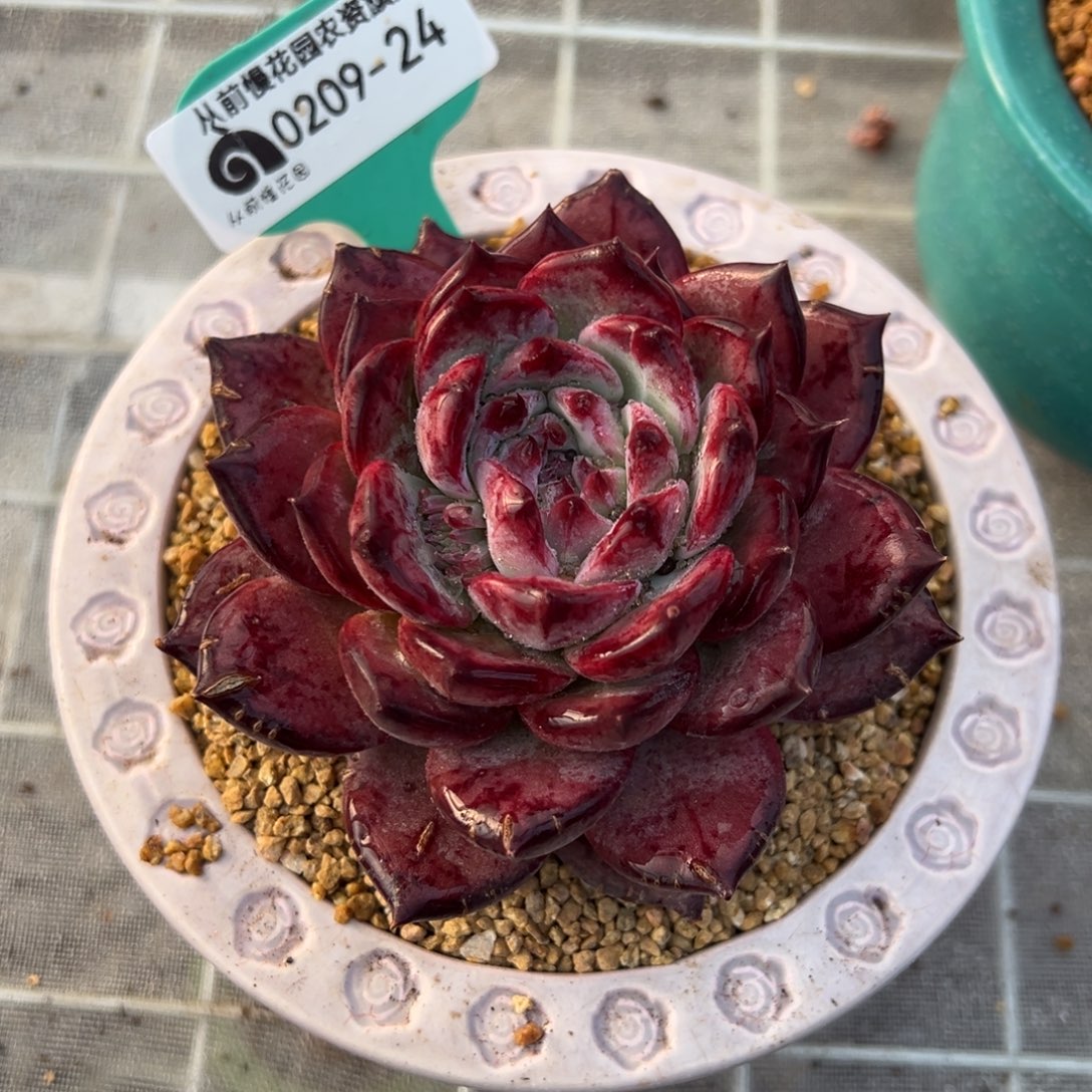 从前慢多肉精选编号0209.24