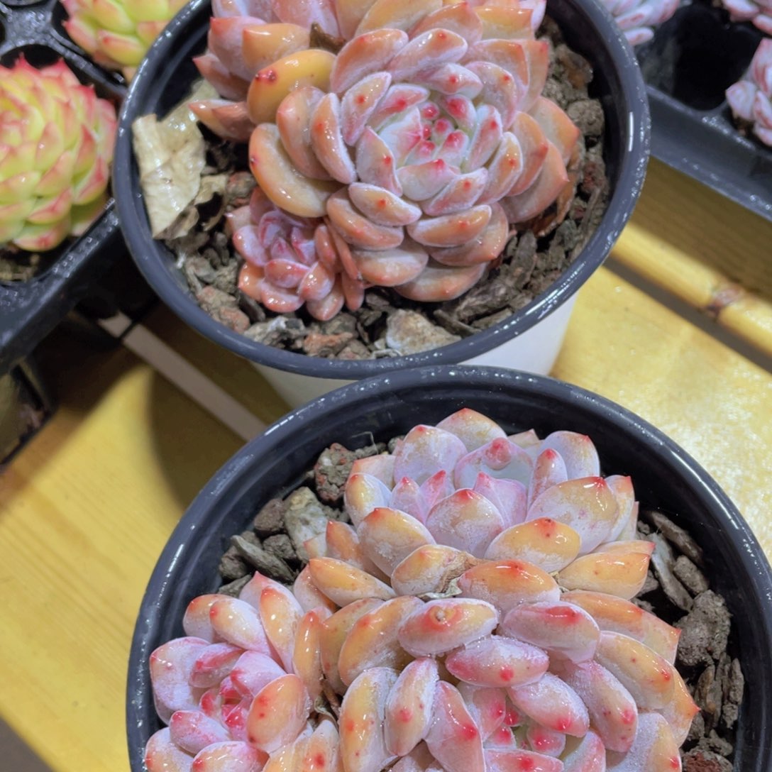 589号 石榴籽星影多头群一颗