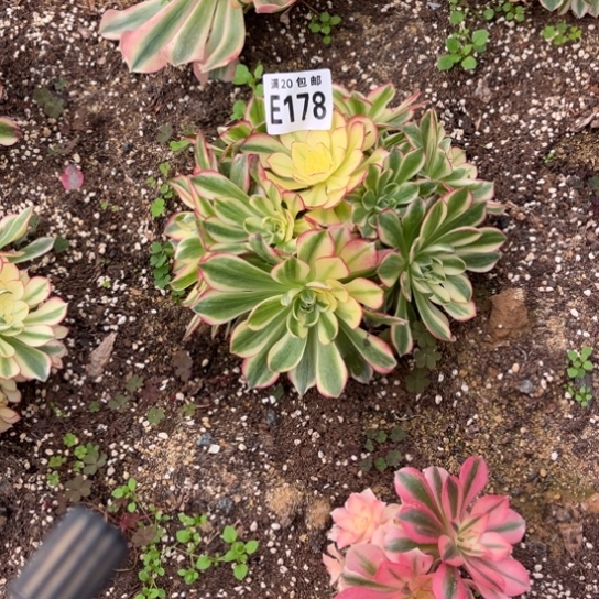 178海鲜法师不包断枝