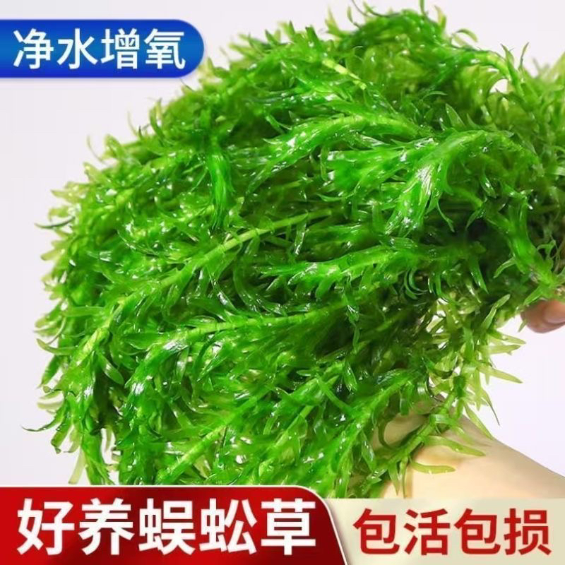 蜈蚣草水草可净化水质增氧新手水草鱼缸造景