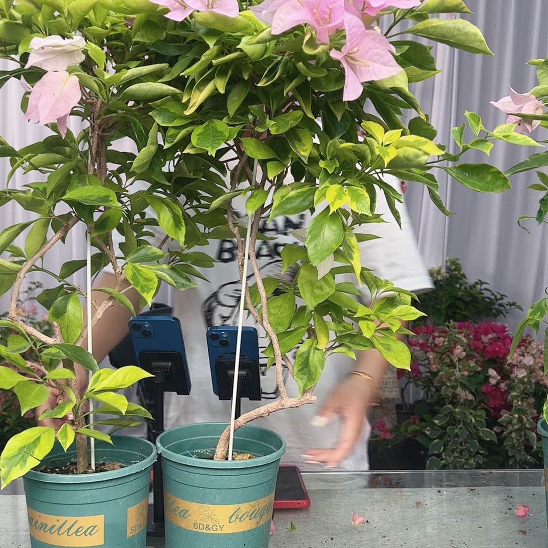 大部分开放少量花苞金边新加坡宫粉一颗