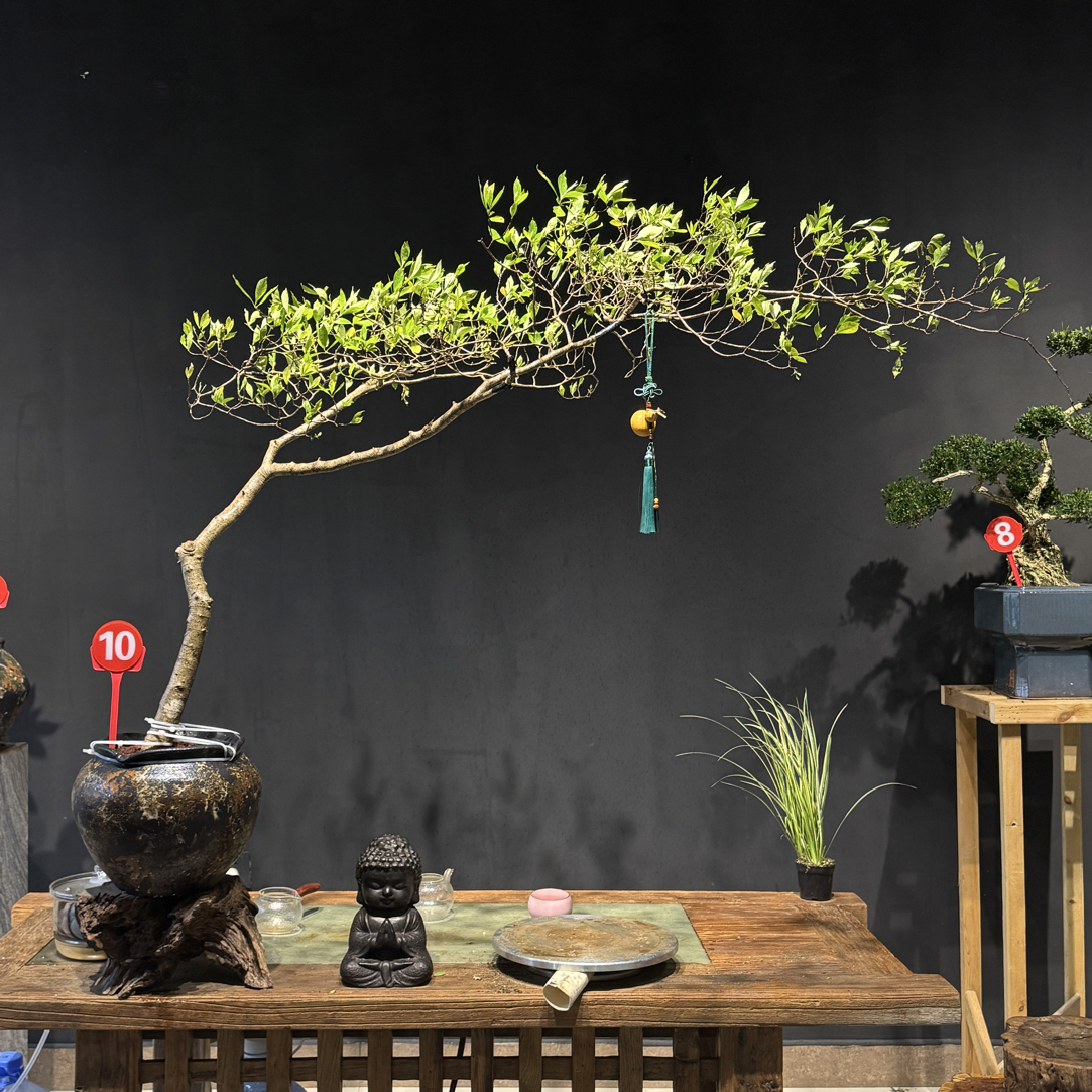 【10 号】大茶台飘！海岛栀子花室内桌面绿植好养易活