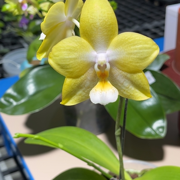 完全开放4.5寸BKH 2116