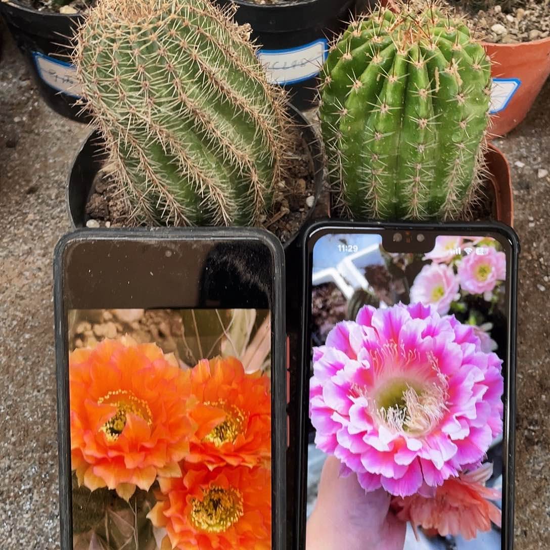 G9和云羽自根球6公分左右