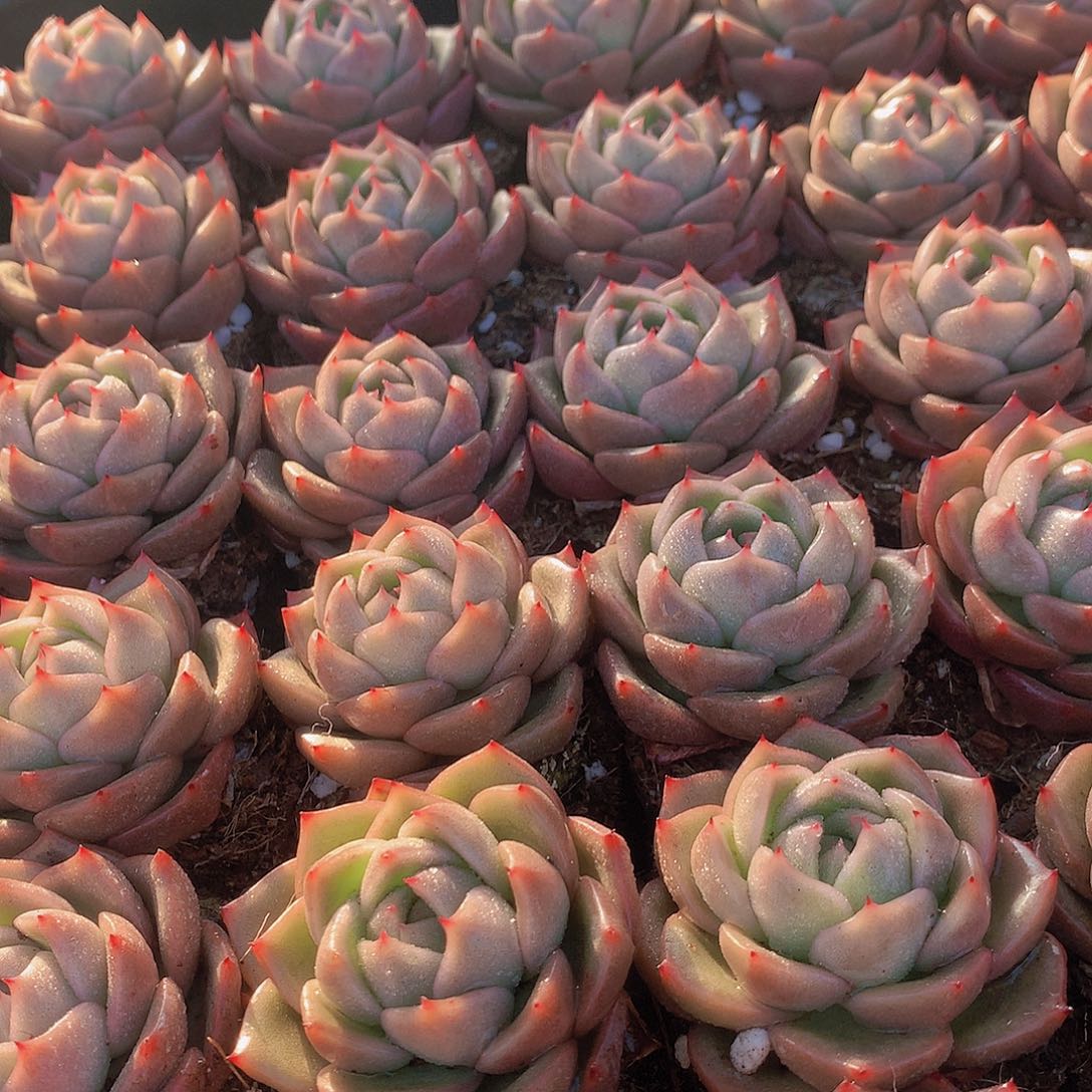 三颗冰宝龙345678990000