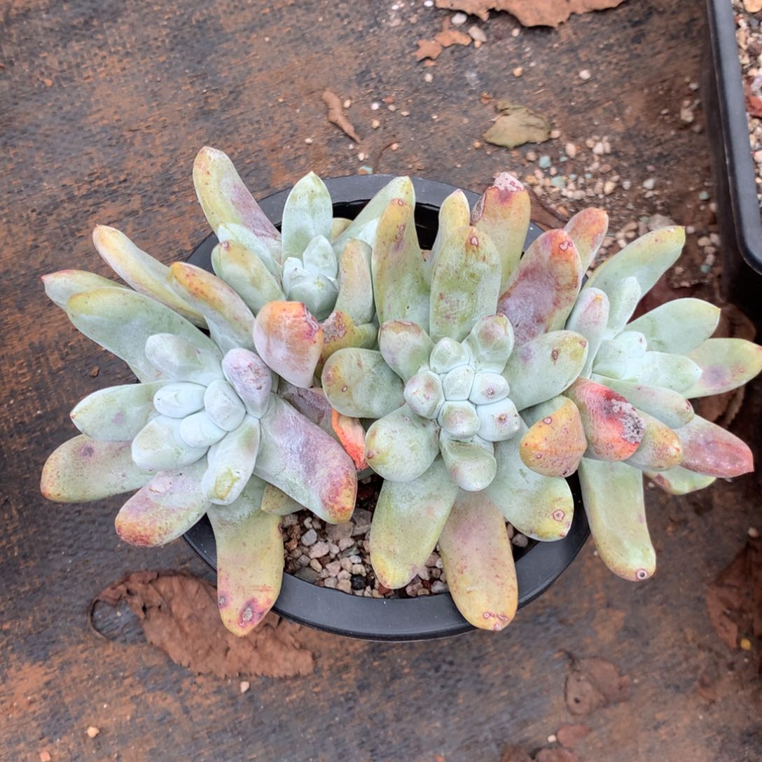 四头高桩拇指，多肉植物