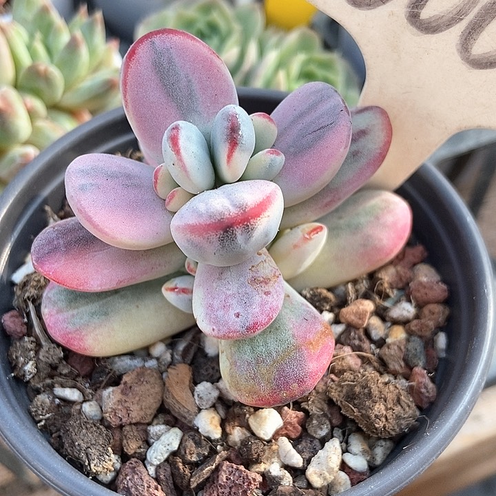 多肉植物福娘锦600