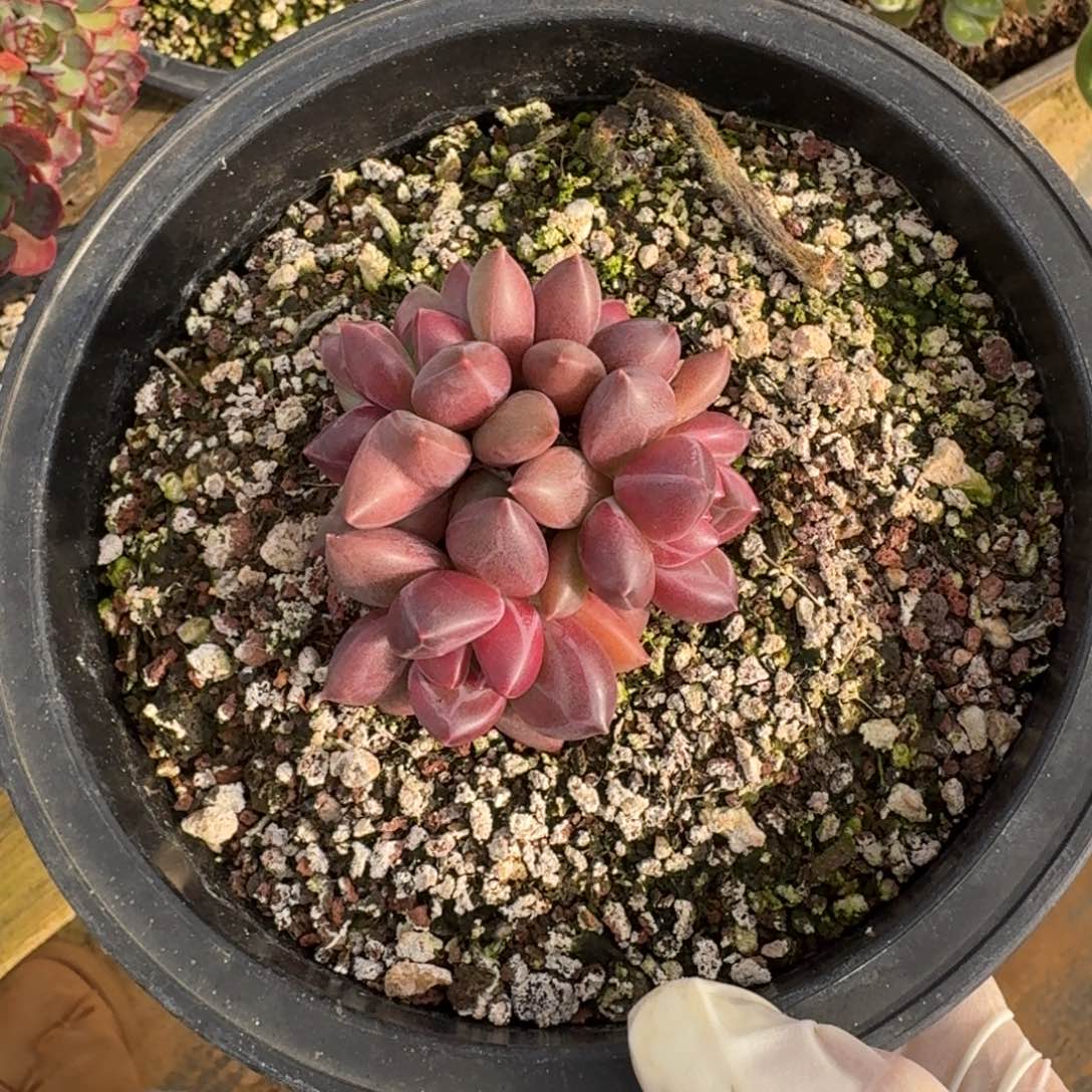 *****一物一拍不退不换