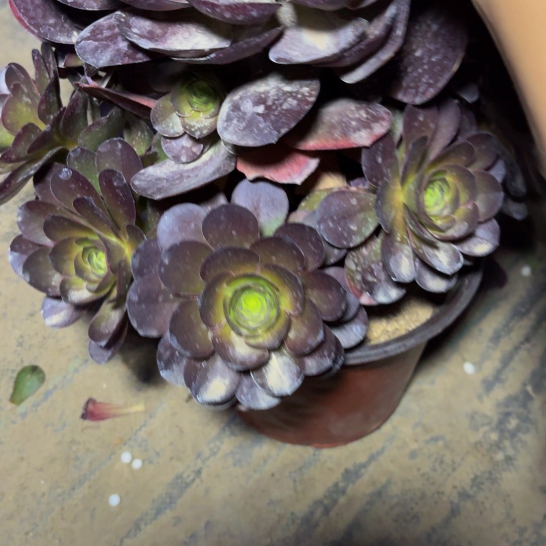 242多肉植物捧花