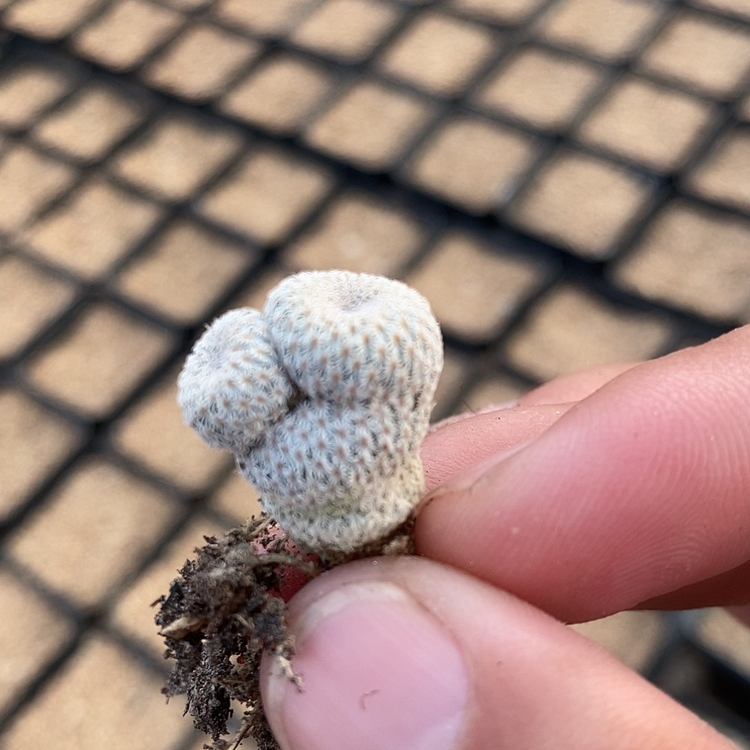 27122月世界一颗。    