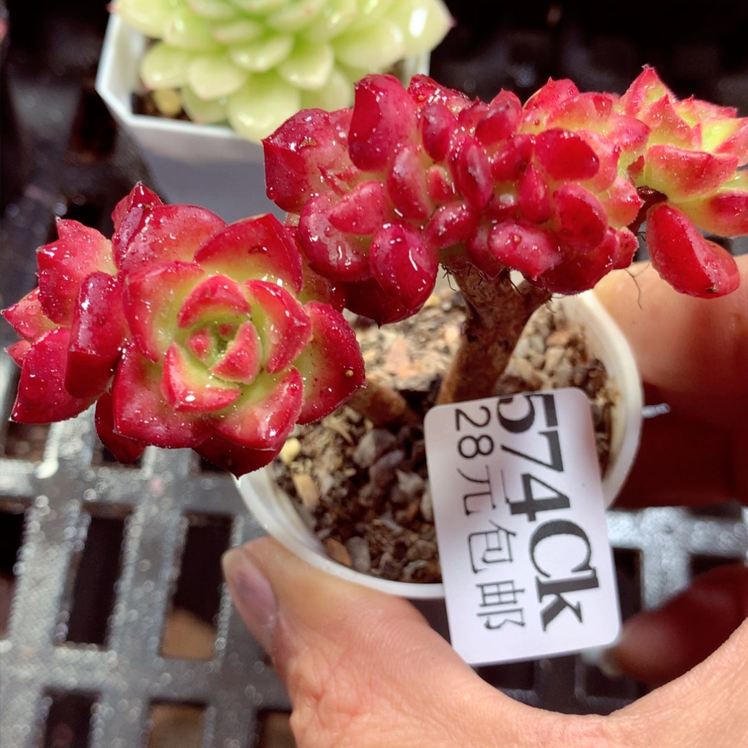 5厘米盆精控多肉574