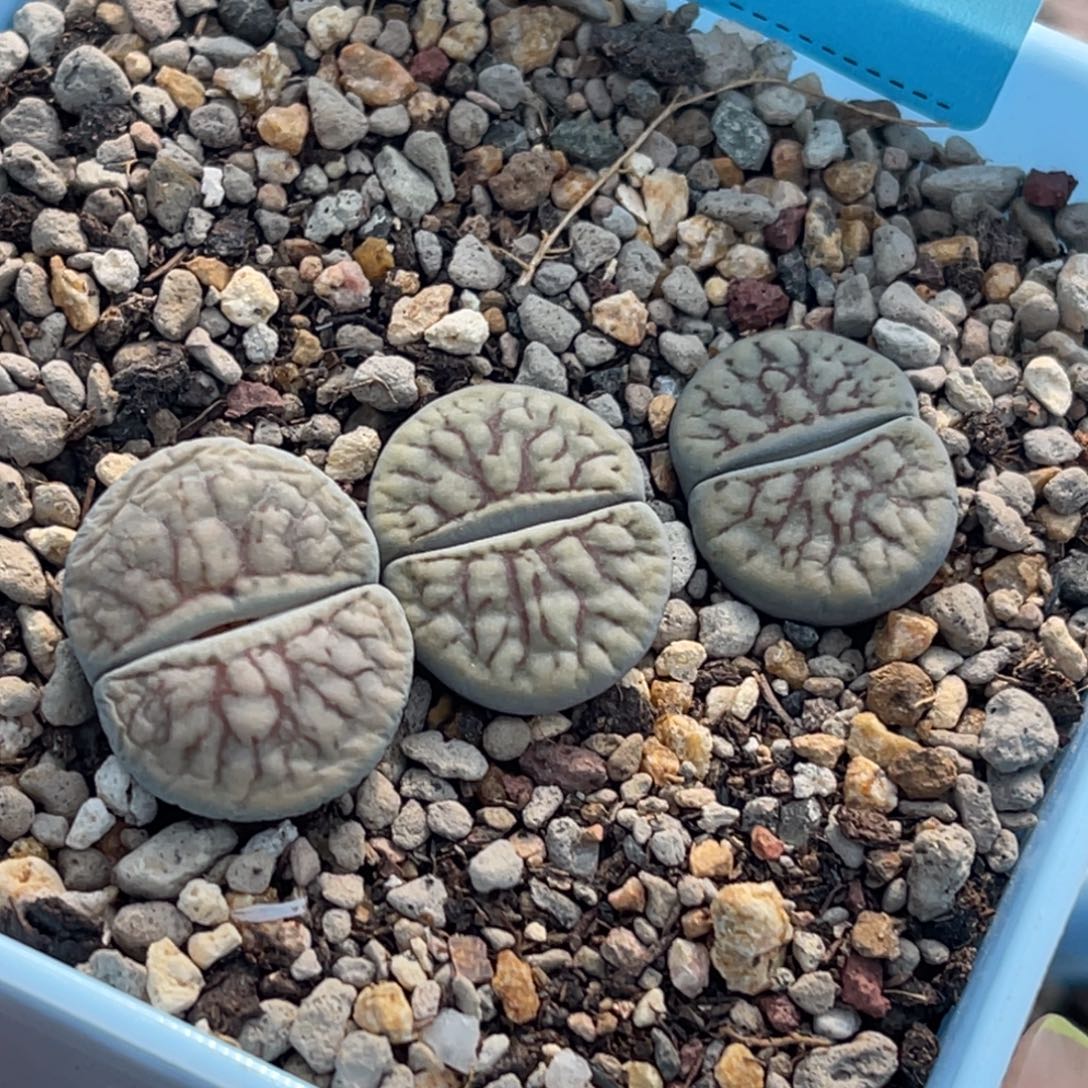 7505线招福三颗。    