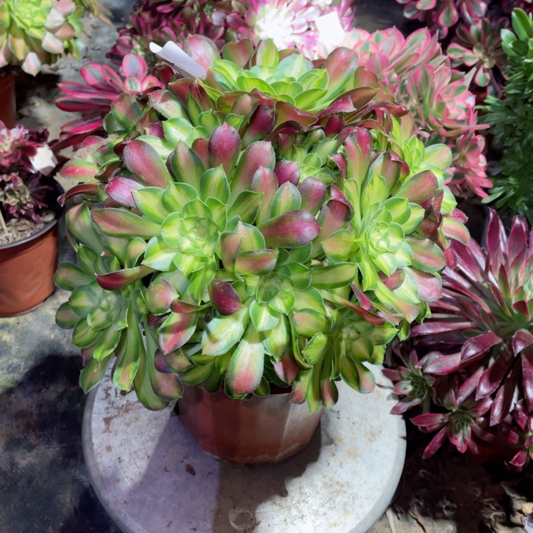 多肉植物韶华470