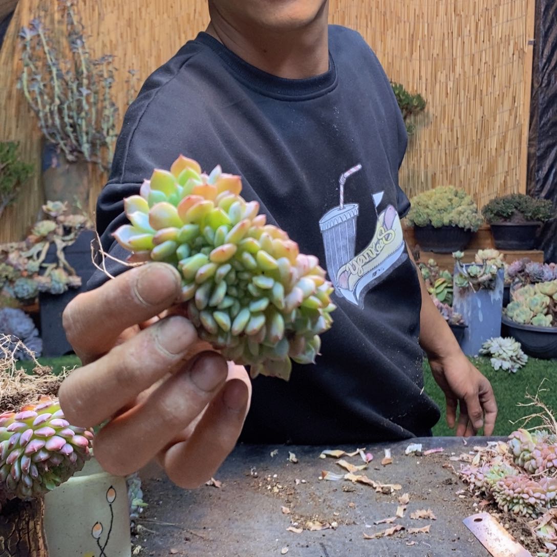 你****涡102 号白胖子多肉