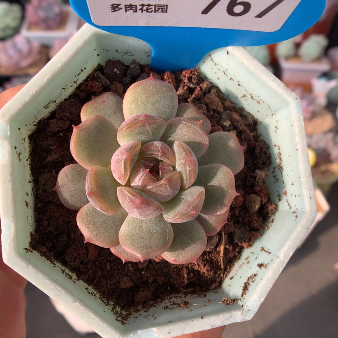 X***N767红色恋人多肉植物一物一拍