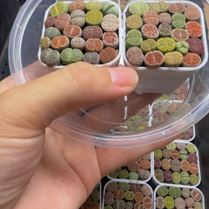 多肉植物和植物等107