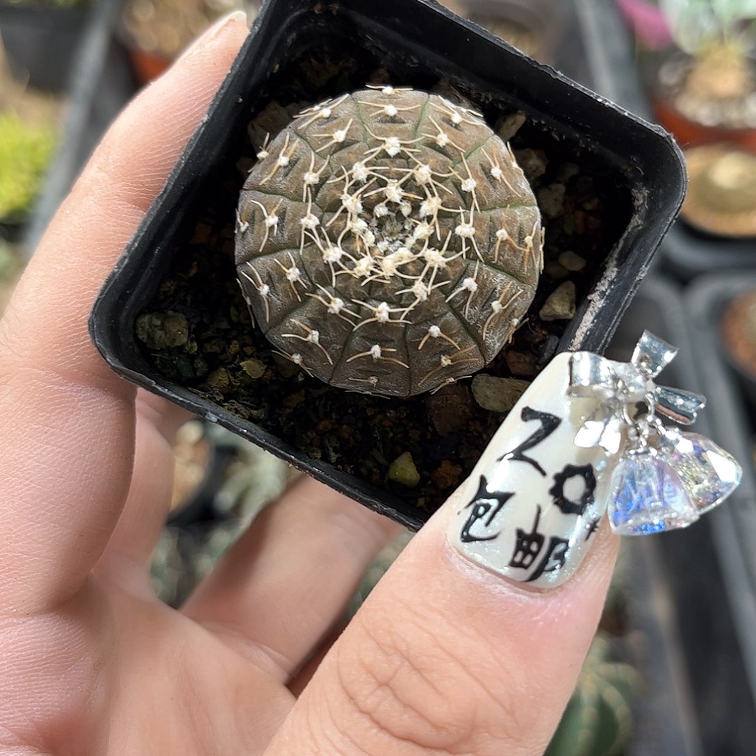 拉根单头发货有根发货有根