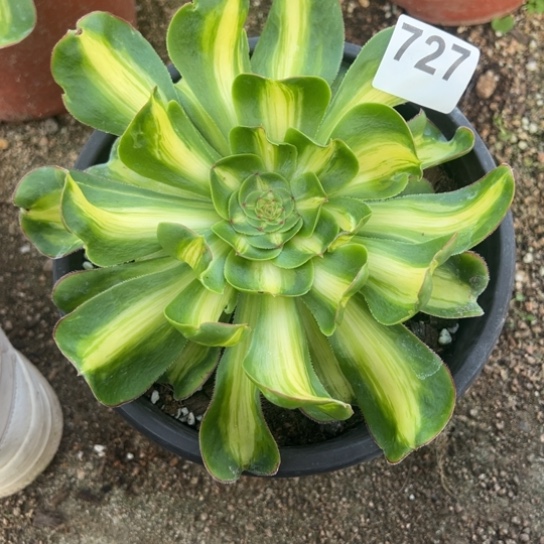 727暴君宽锦顿时纸箱花了