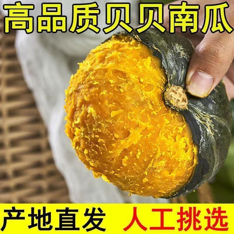 Q内蒙古正宗沙地贝贝南瓜新鲜当季粉糯香甜板栗味辅食