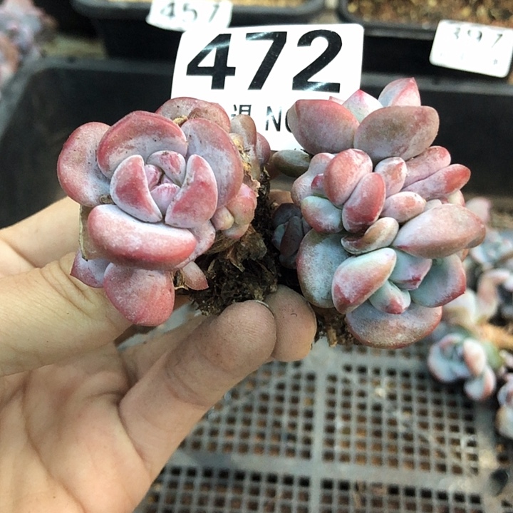 星影石榴籽福利出咯 472