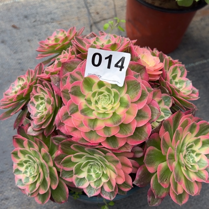 014海王20厘米左右