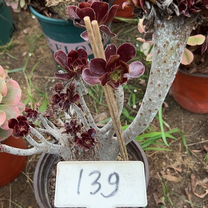 多肉植物黑法师缀花
