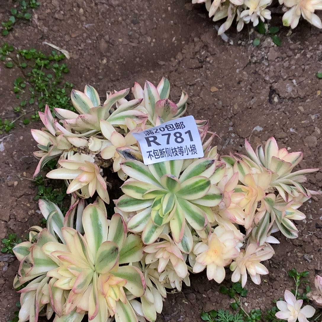 781荷花老桩多肉有砍