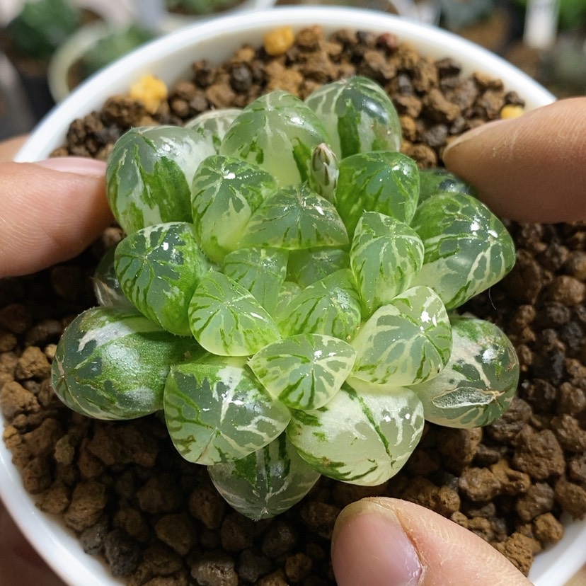 【闪购商品】378塑料皮