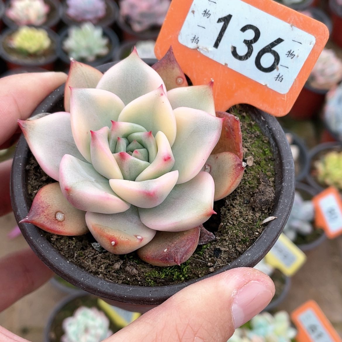 【闪购商品】136号