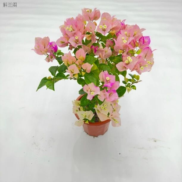 【末代皇后】粉色斑斓渐变粉紫三角梅阳台庭院客厅高级花卉三角梅花