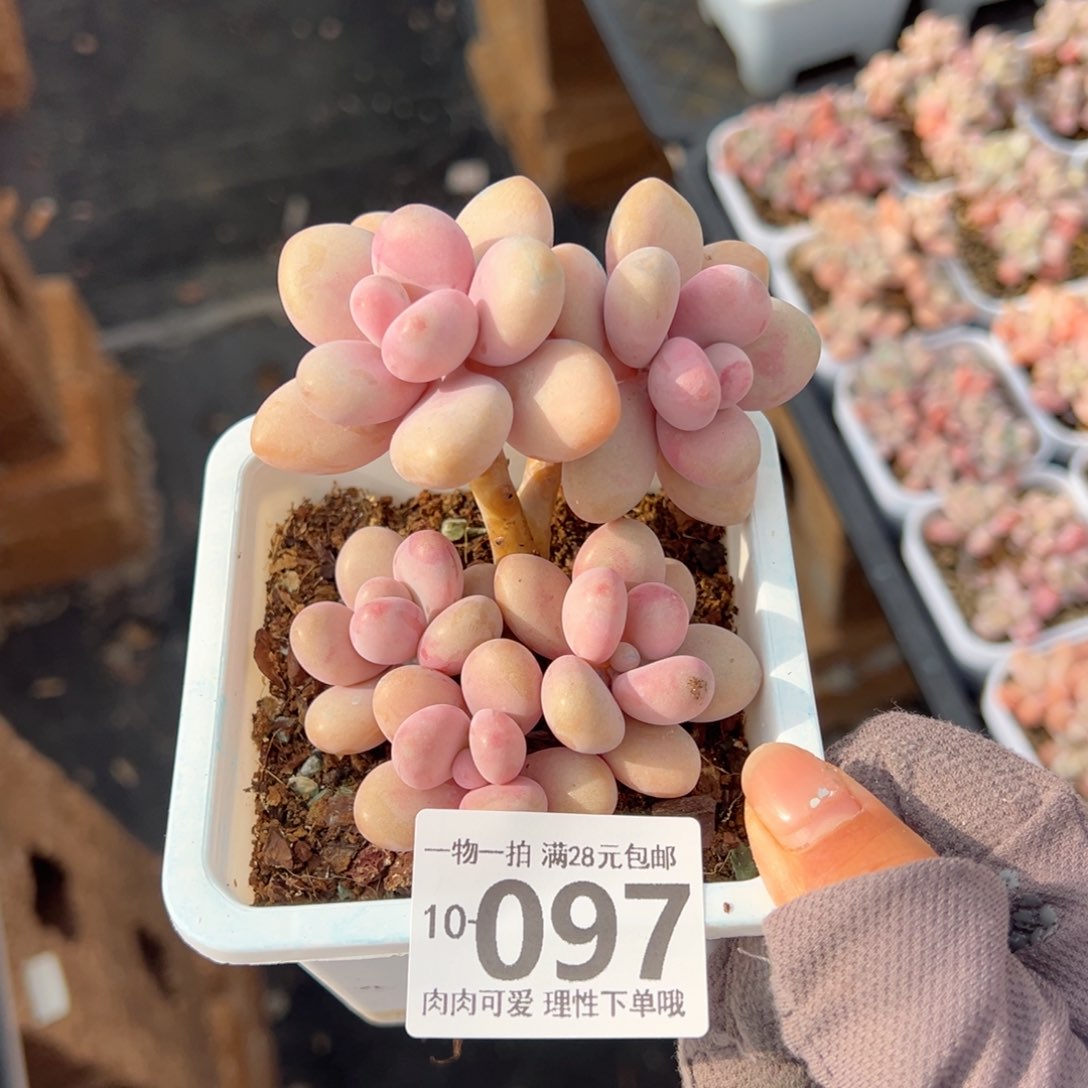 桃蛋多肉多肉多肉多肉多肉多肉多肉