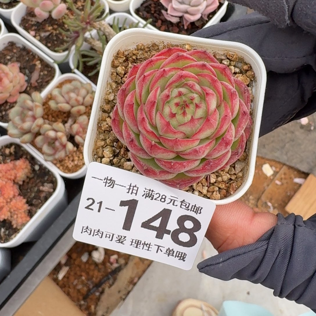 优选珍妮无盆土发货无