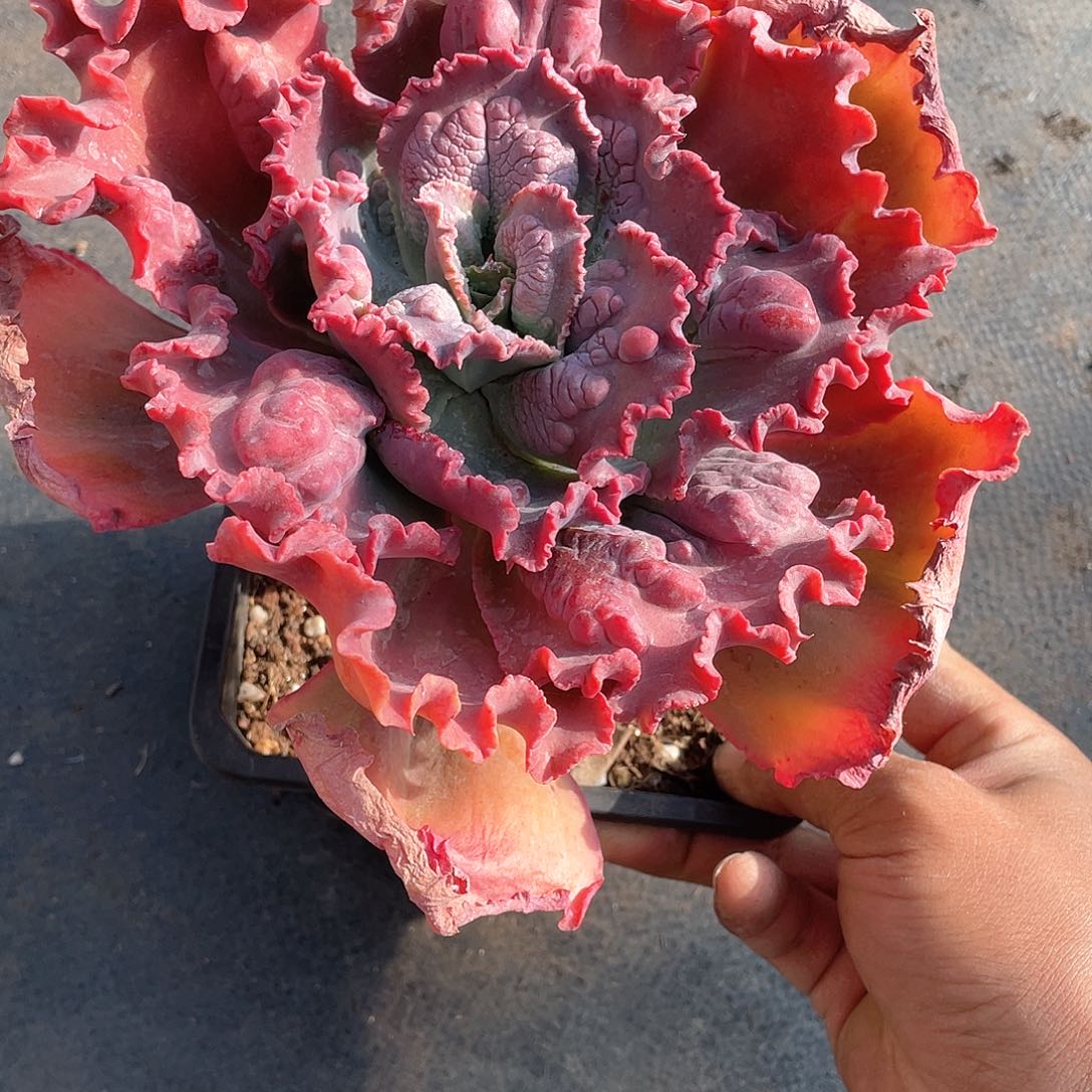 男爵大佬桩带盆发货多肉