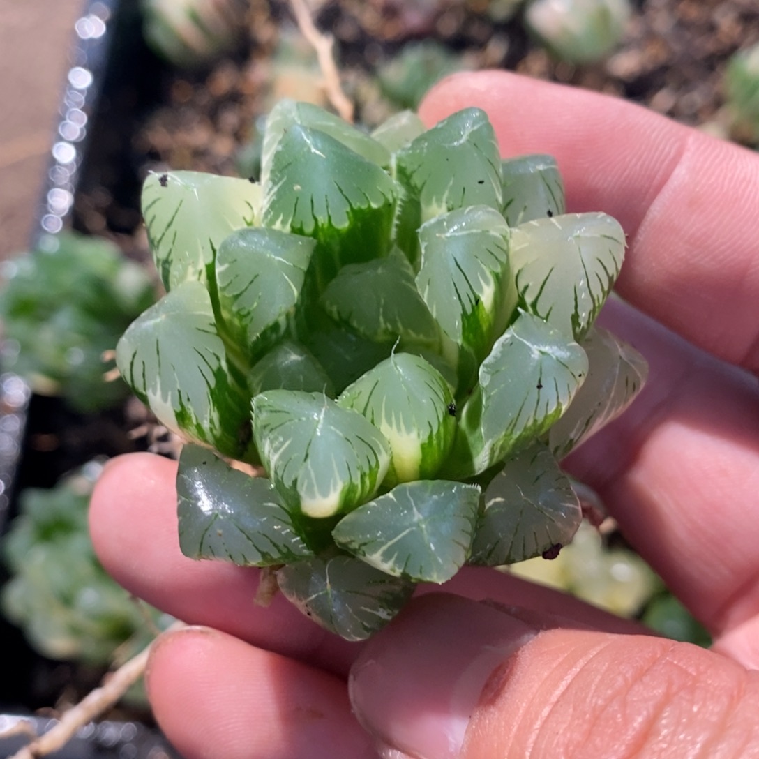 我***乐2055 一颗新粉福利。 