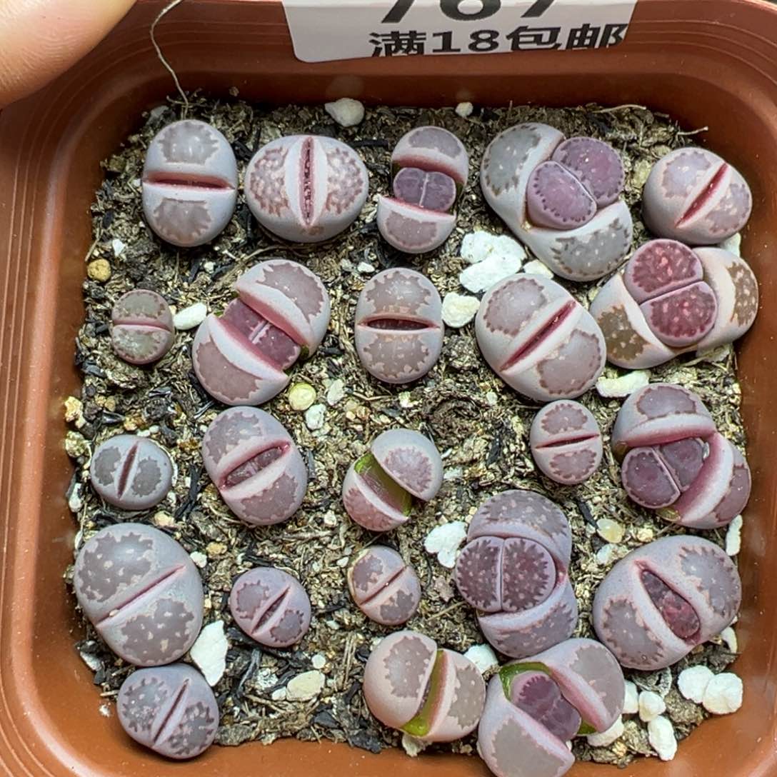 【闪购商品】767……